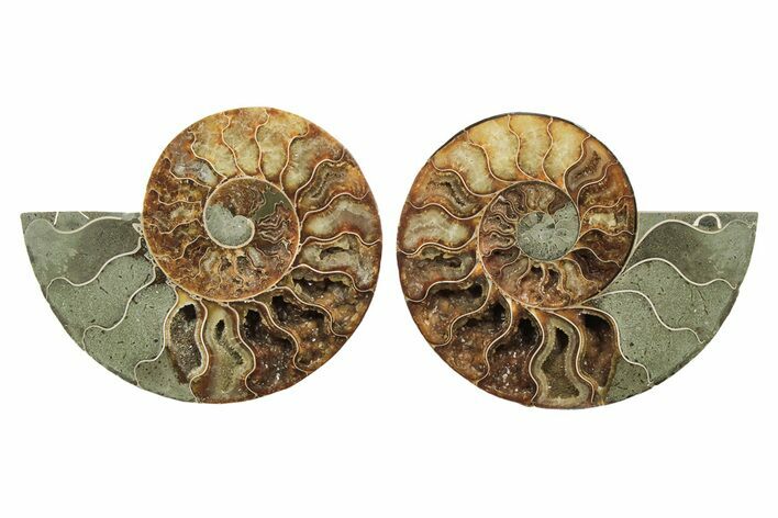 Cut & Polished, Agatized Ammonite Fossil - Madagascar #241005
